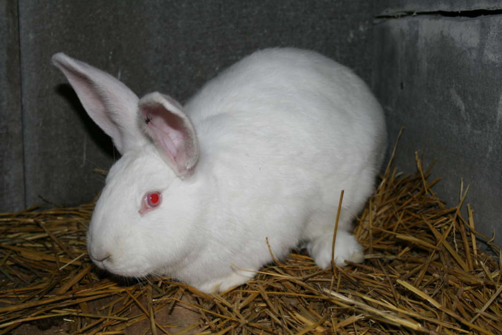 Pannon blanco