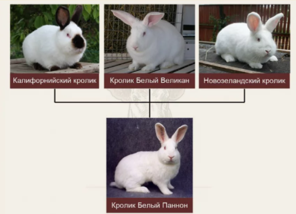 Raza de conejo Pannon blanco: foto, descripción y cuidados.