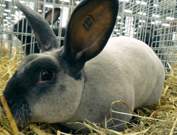Raza de conejo Rex: foto, descripción y cuidados