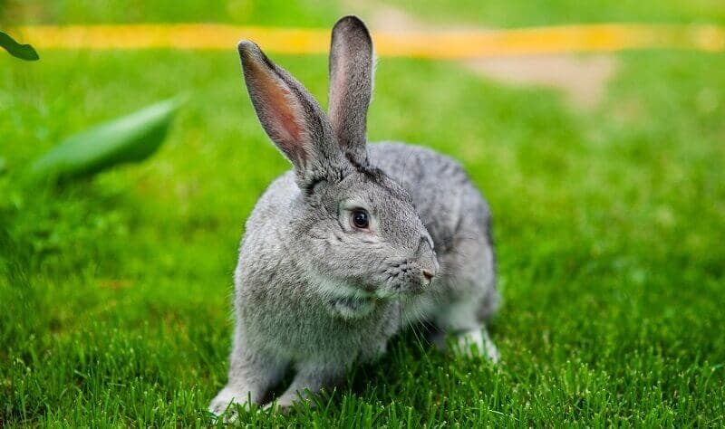 Raza de conejo chinchilla: foto, descripción y cuidados.