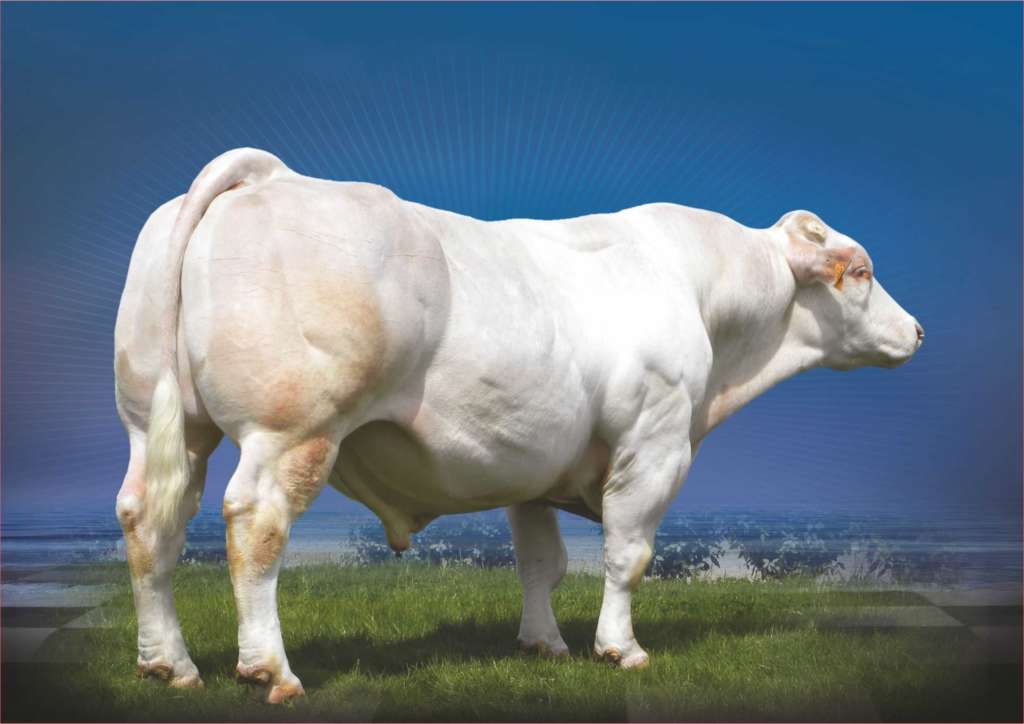 vaca belga