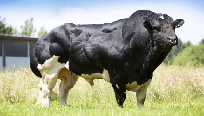 Raza de vaca azul belga: origen, productividad y cuidados