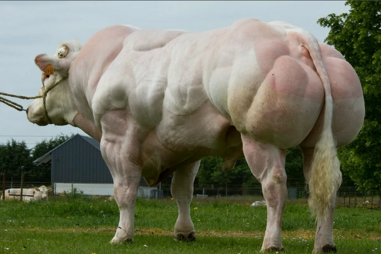 vaca belga