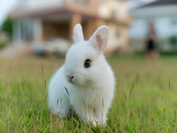 Razas de conejos