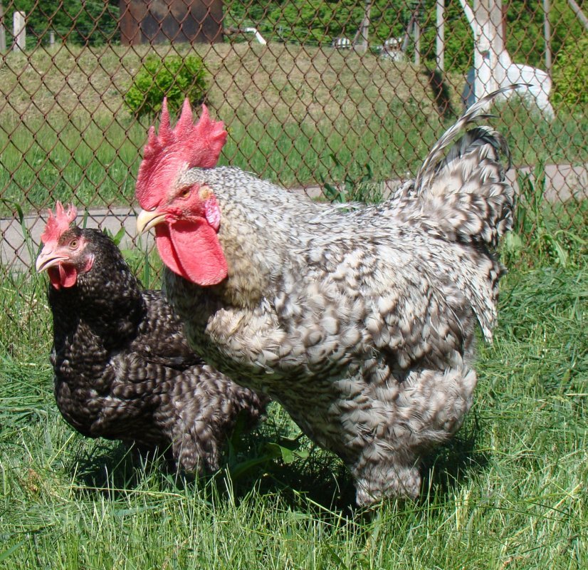 Hércules