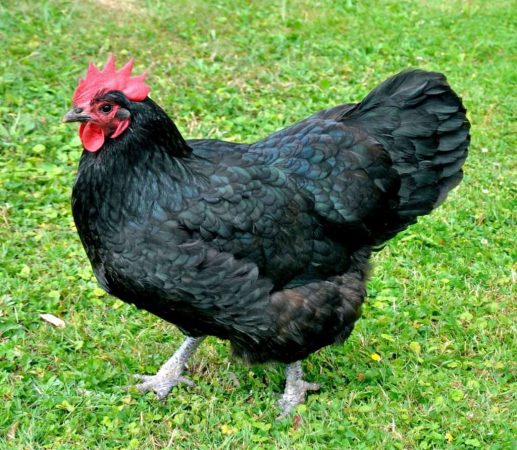 Razas de pollos