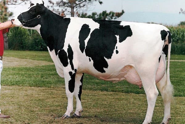 Razas de vacas de alto rendimiento