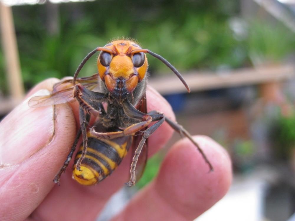 Abeja gigante