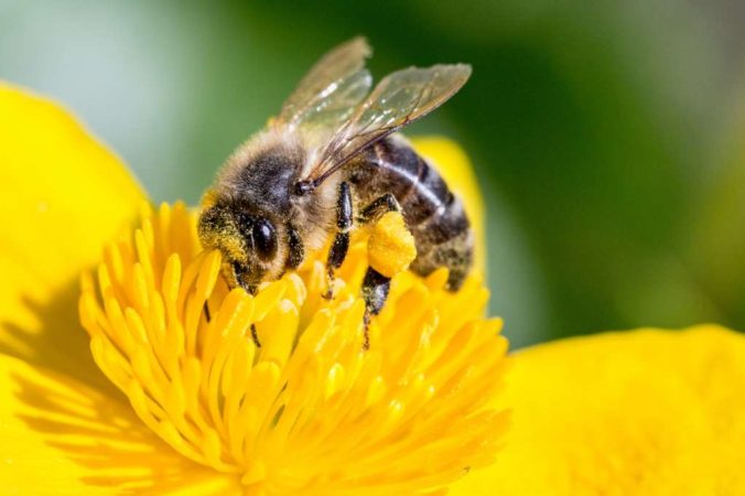 Razas y tipos de abejas con fotos y descripciones