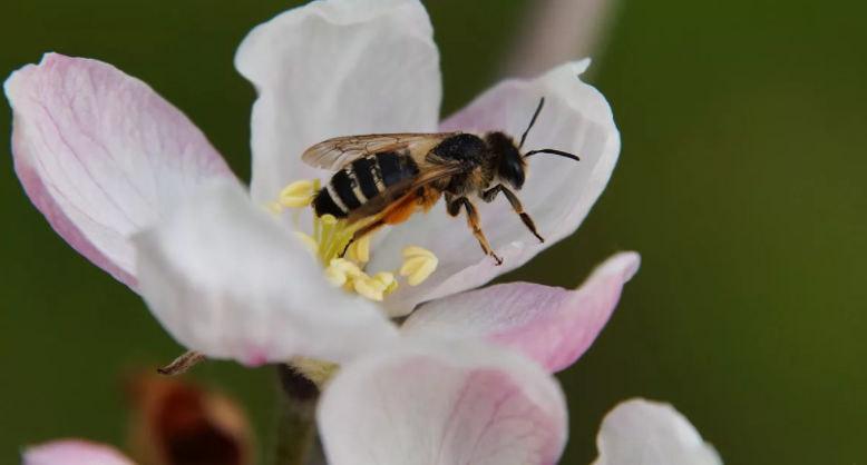 Abeja de Kuban
