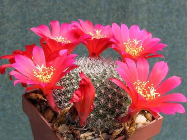 Rebutia - foto, cuidados, especie, descripción, propagación, planta de interior