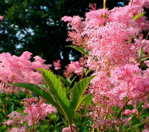 Reina de los prados (reina de los prados): foto, plantación, cuidados, cultivo, descripción, tipos