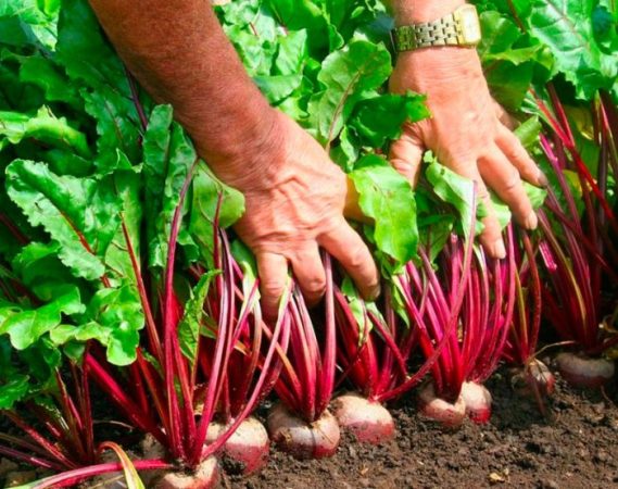 Remolacha - foto, plantación, cuidados, cultivo