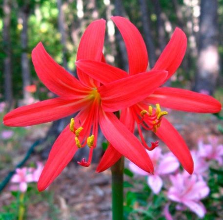 Rhodophiala - foto, cuidados, especie, descripción, propagación, planta de interior