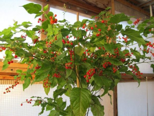 Rivina – foto, cuidados, especie, descripción, propagación, planta de interior