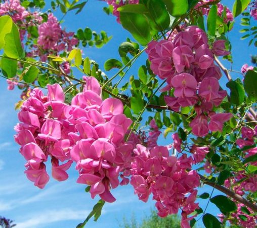 Robinia - foto, plantación, cuidados, cultivo, descripción, tipos