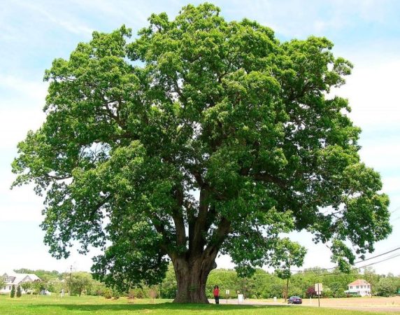 Roble blanco: foto, plantación, cuidados, cultivo, descripción, tipos.