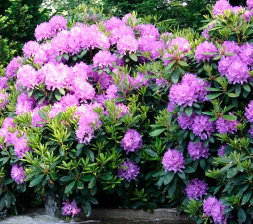 Rododendro - foto, cuidados, especies, descripción, propagación