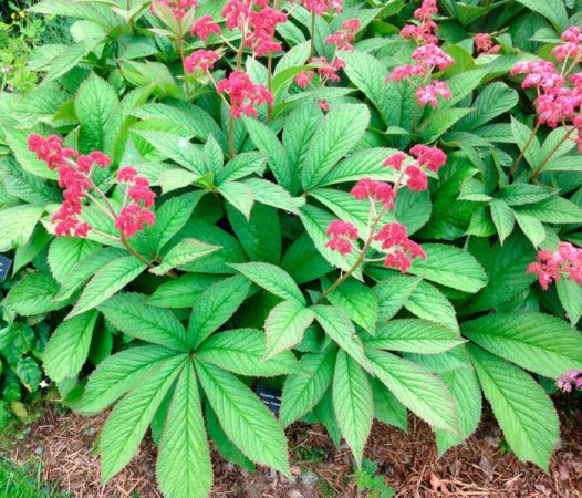 Rogersia - foto, plantación, cuidados, cultivo, descripción, tipos