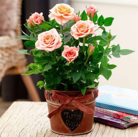 Rosa de interior: foto, cuidados, tipos, descripción, propagación, planta de interior