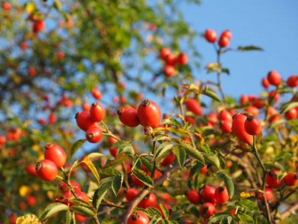 Rosa mosqueta - foto, cuidados, tipos, descripción, propagación