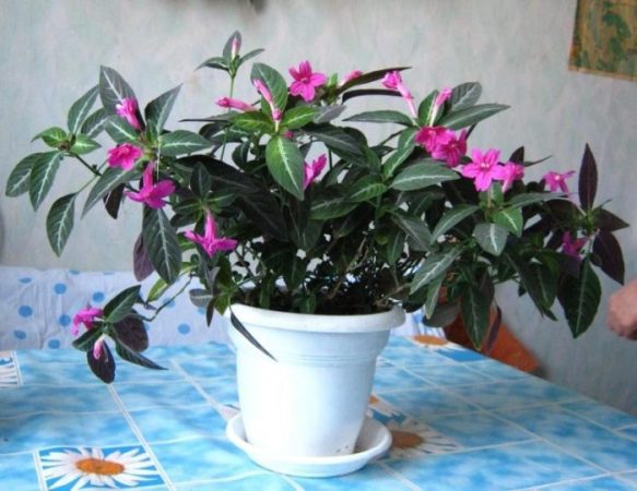 Ruellia - foto, cuidados, especie, descripción, propagación, planta de interior