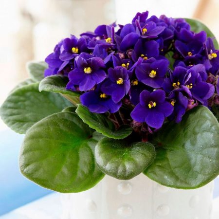 Saintpaulia (Violeta de Uzambara): foto, cuidados, especie, descripción, reproducción, planta de interior