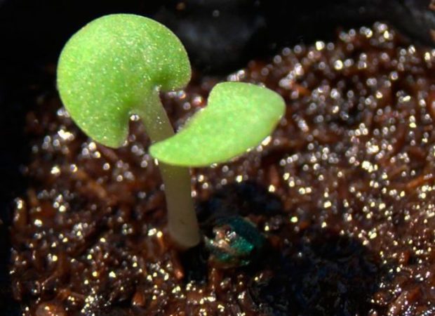 Salvia – foto, cuidados, especies, descripción, propagación