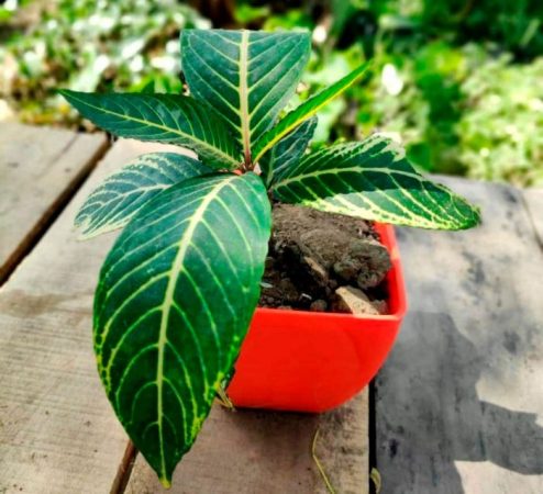 Sanchezia - foto, cuidados, especie, descripción, propagación, planta de interior
