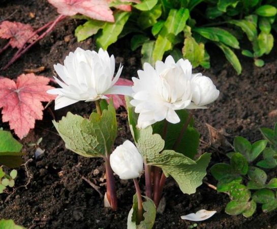 Sanguinaria - foto, cuidados, especie, descripción, reproducción