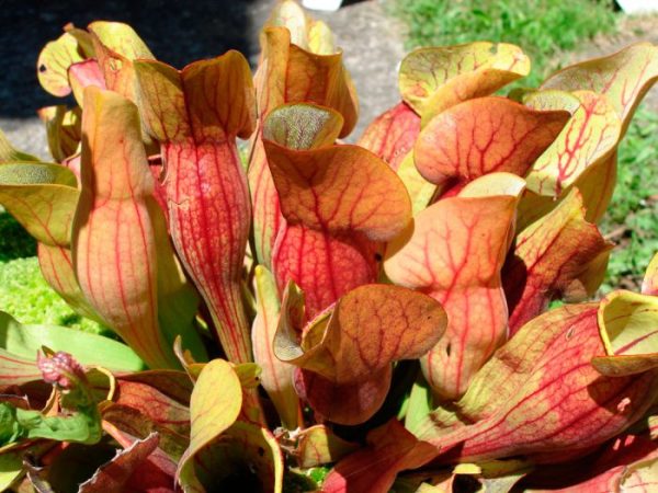 Sarracenia - foto, cuidados, especie, descripción, propagación, planta de interior