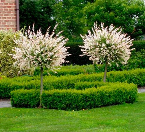 Sauce Hakuro Nishiki: foto, plantación, cuidados, cultivo, descripción, tipos