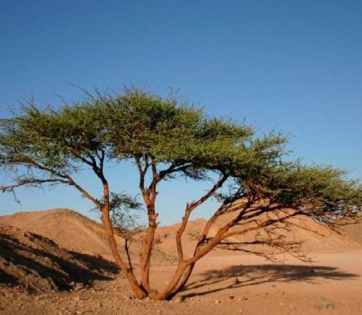 Saxaul - foto, plantación, cuidados, cultivo, descripción, tipos
