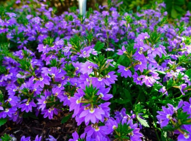 Scaevola – foto, cuidados, especies, descripción, propagación, jardín
