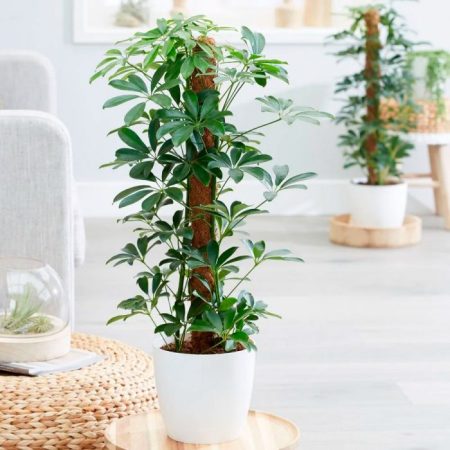Schefflera - foto, cuidados, especie, descripción, propagación, planta de interior