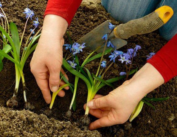 Scilla - foto, cuidados, especie, descripción, reproducción