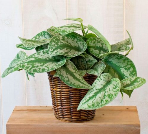 Scindapsus - foto, cuidados, especie, descripción, propagación, planta de interior