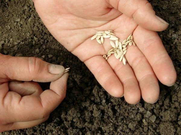 Secretos de la siembra de pepinos en julio