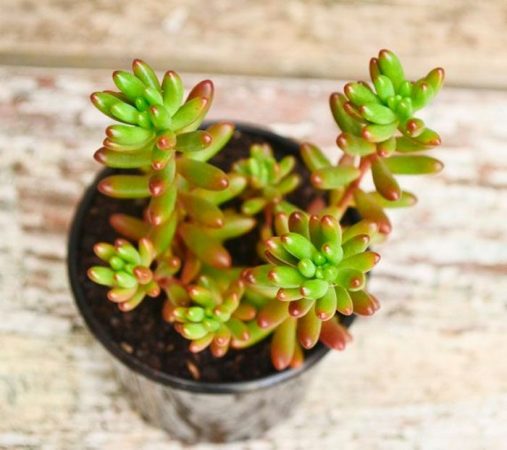 Sedum – foto, cuidados, especie, descripción, propagación, planta de interior