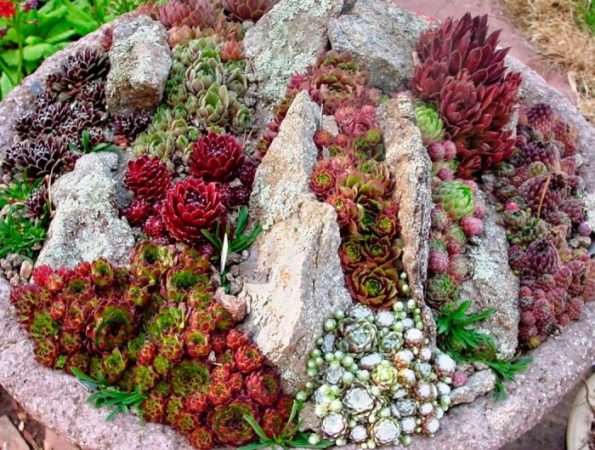Sedum - foto, cuidados, especie, descripción, reproducción