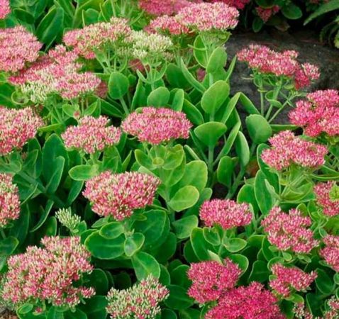 Sedum - foto, cuidados, especies, descripción, propagación