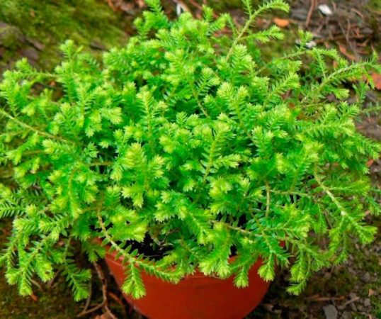 Selaginella - foto, cuidados, especie, descripción, propagación, planta de interior