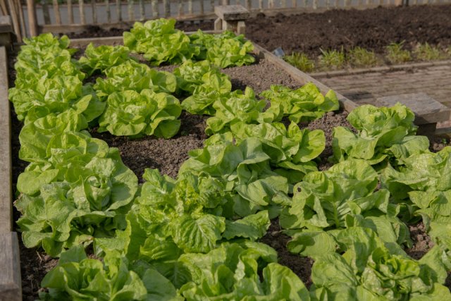 Sembrar lechuga antes del invierno: variedades, épocas y reglas