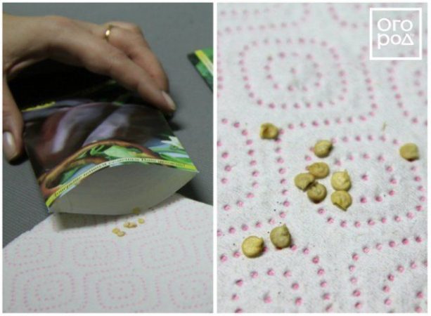 Sembrar semillas de pimiento para plántulas y recolectarlas: instrucciones paso a paso