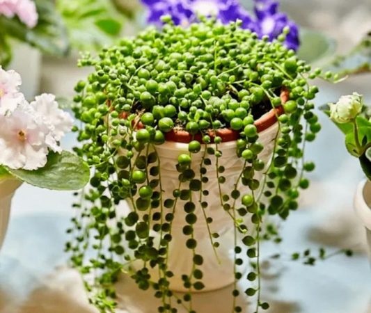 Senecio - foto, cuidados, especie, descripción, propagación, planta de interior