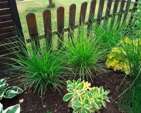 Sesleria - foto, cuidados, especie, descripción, reproducción