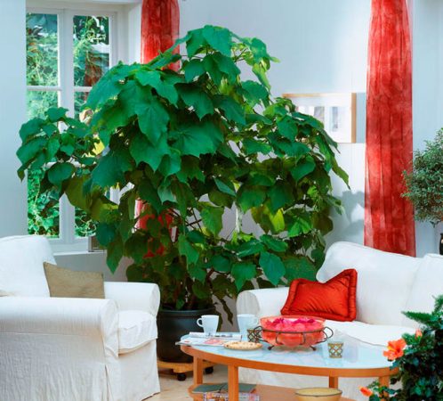 Sparmannia (tilo de interior): foto, cuidados, especie, descripción, reproducción, planta de interior