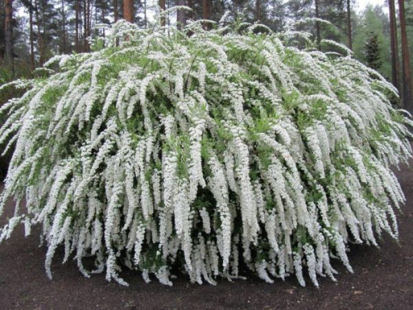 Spiraea – foto, cuidados, especie, descripción, reproducción