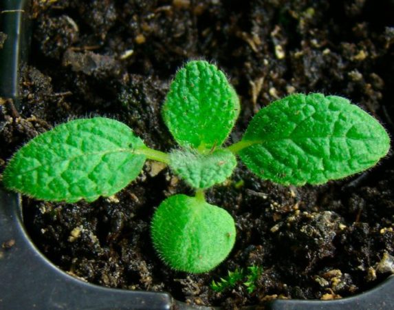 Stachys – foto, cuidados, especie, descripción, reproducción