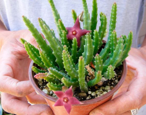 Stapelia – foto, cuidados, especies, descripción, propagación, planta de interior